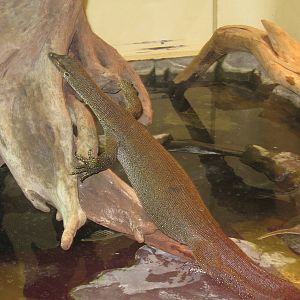 Merten's Water-Monitor