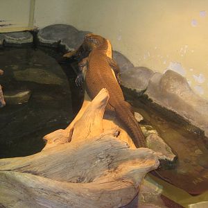 Merten's Water-Monitor