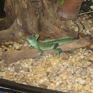 Green Crested Basilisk
