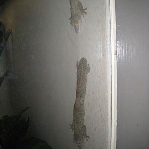 Madagascar Leaf-tailed Geckos