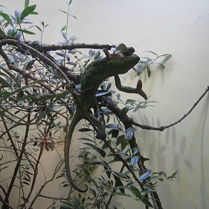 Veiled Chameleon