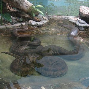Green Anacondas