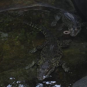 Cuban Crocodiles