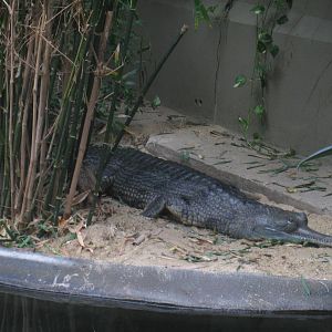 Gharial