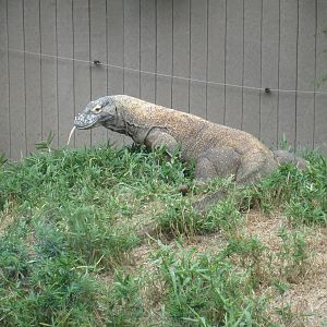Komodo Dragon