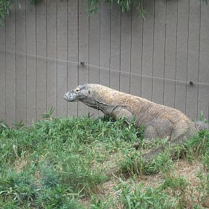 Komodo Dragon