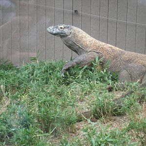 Komodo Dragon