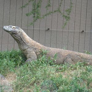Komodo Dragon