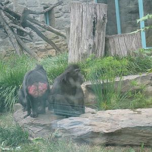 Black Crested Apes