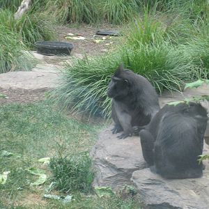 Black Crested Apes