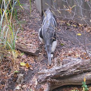 Great Anteater