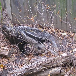 Great Anteater