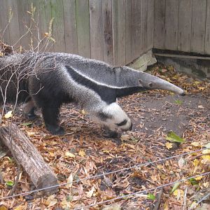 Great Anteater