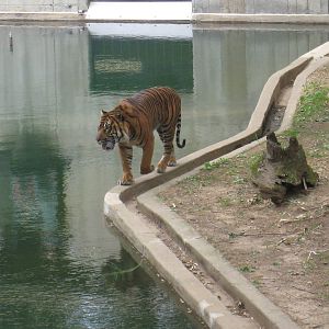 Sumatran Tiger