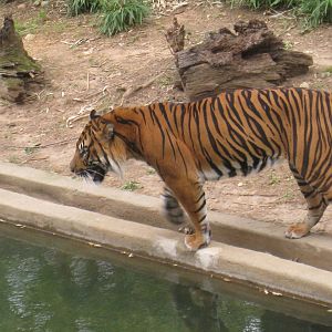Sumatran Tiger