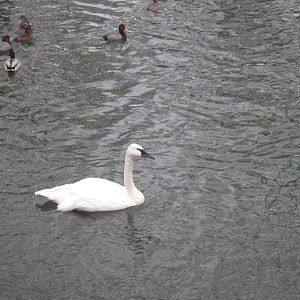 Trumpeter Swan