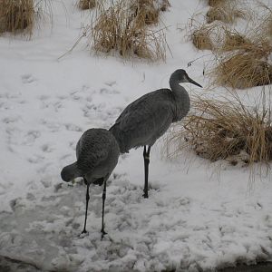 Canadian Cranes