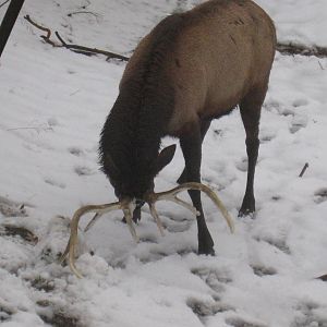 Roosevelt Elk