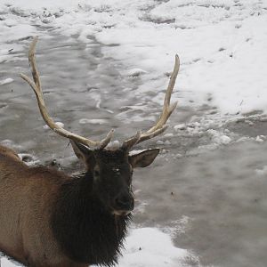 Roosevelt Elk