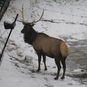 Roosevelt Elk