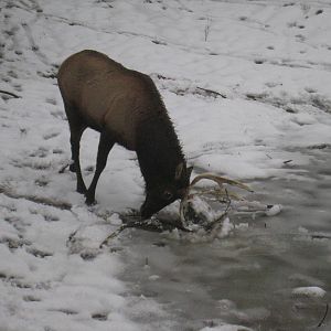 Roosevelt Elk