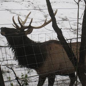 Roosevelt Elk