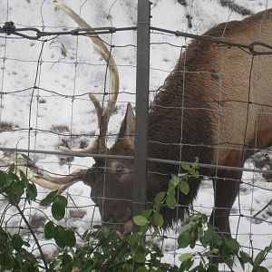 Roosevelt Elk