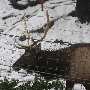 Roosevelt Elk