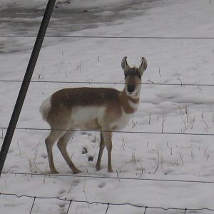 Pronghorn