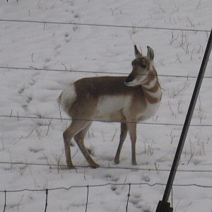 Pronghorn
