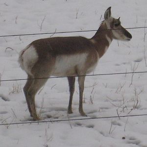 Pronghorn