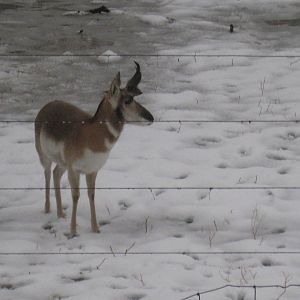 Pronghorn