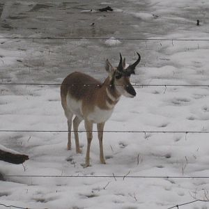 Pronghorn