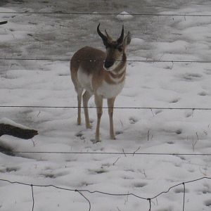 Pronghorn