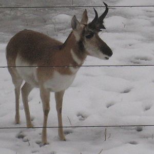 Pronghorn
