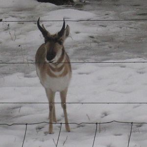 Pronghorn
