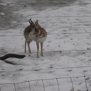 Pronghorn
