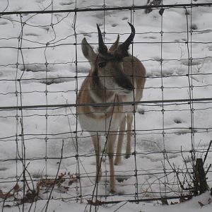 Pronghorn