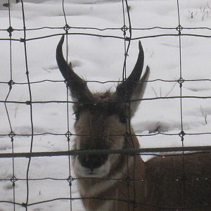 Pronghorn