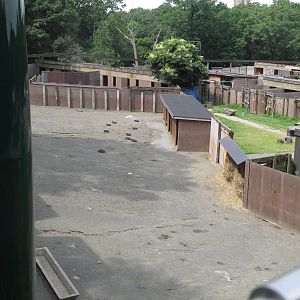 Wild asia off exhibit- babirusa/elephant/deer