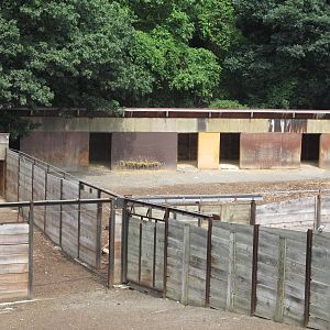 Wild asia off exhibit- deer