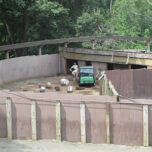 Wild asia off exhibit- deer