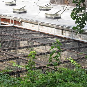 Wild asia off exhibit- malayan tiger