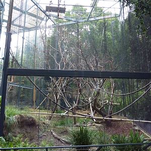 Silvered-Leaf Monkey Exhibit