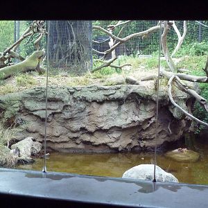 Lion-Tailed Macaque Exhibit