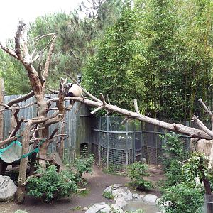 Giant Panda Exhibit