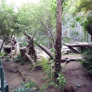 Giant Panda Exhibit