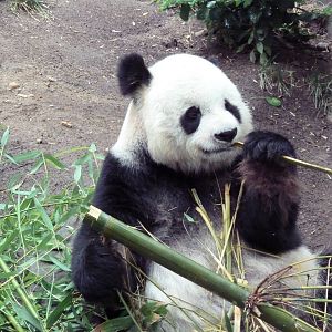 Giant Panda