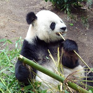 Giant Panda