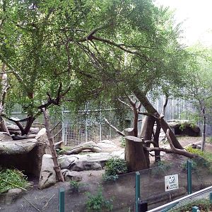 Giant Panda Exhibit